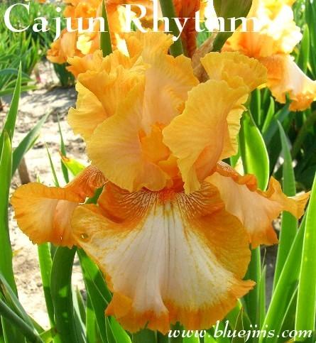 Photo of Tall Bearded Iris (Iris 'Cajun Rhythm') uploaded by Joy