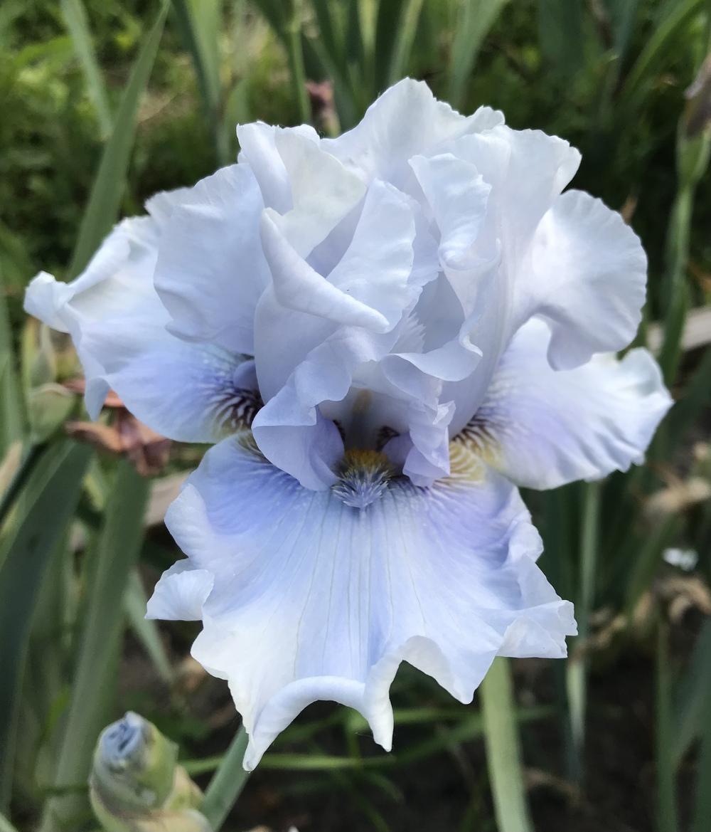 Photo of Tall Bearded Iris (Iris 'Navajo Blue') uploaded by Lbsmitty