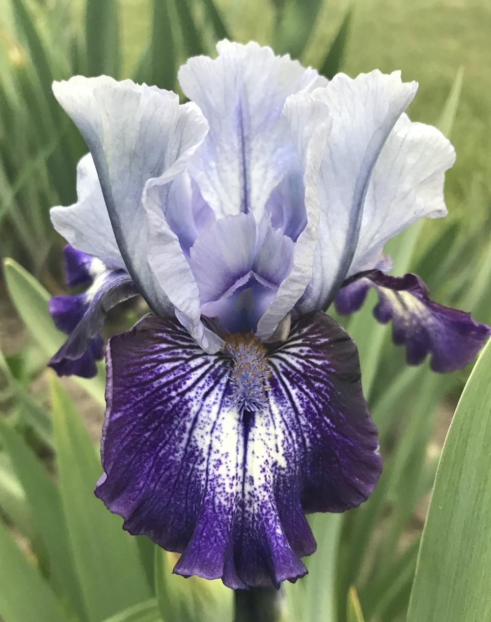 Photo of Intermediate Bearded Iris (Iris 'Sailor') uploaded by Lbsmitty