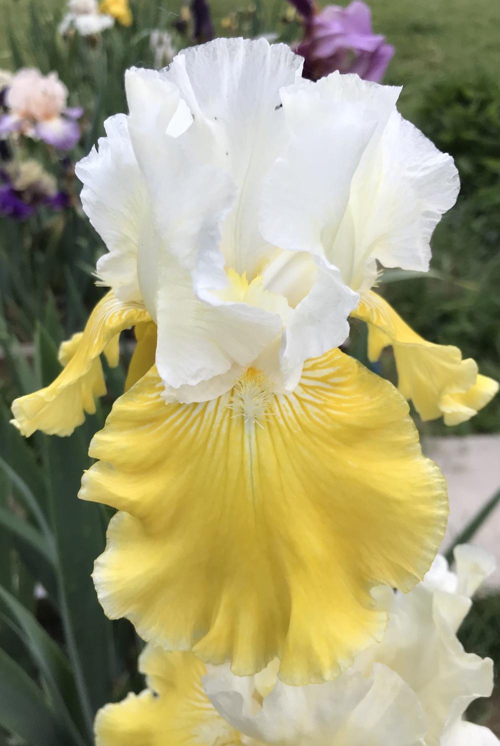 Photo of Tall Bearded Iris (Iris 'Lemon Cloud') uploaded by Lbsmitty