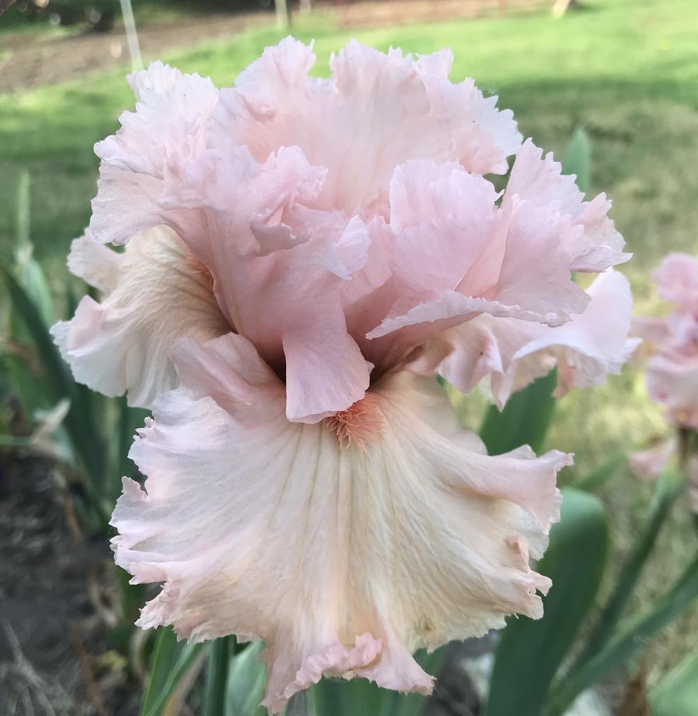 Photo of Tall Bearded Iris (Iris 'Strawberry Shake') uploaded by Lbsmitty