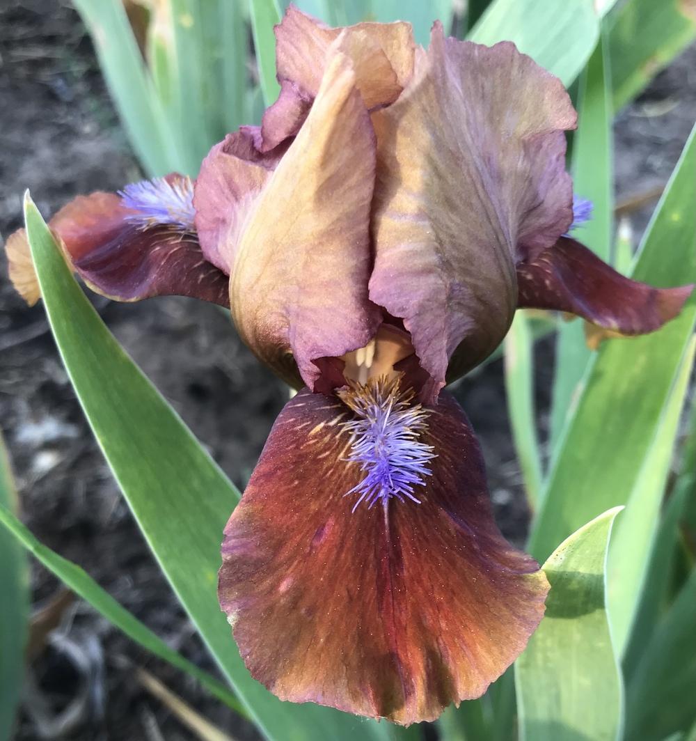 Photo of Standard Dwarf Bearded Iris (Iris 'Tantara') uploaded by Lbsmitty