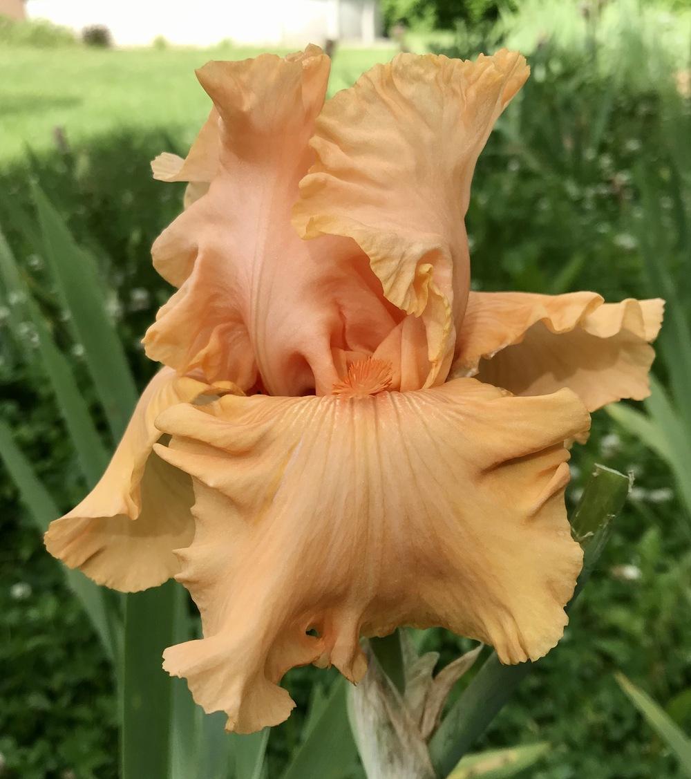 Photo of Tall Bearded Iris (Iris 'Twilight of the Gods') uploaded by Lbsmitty