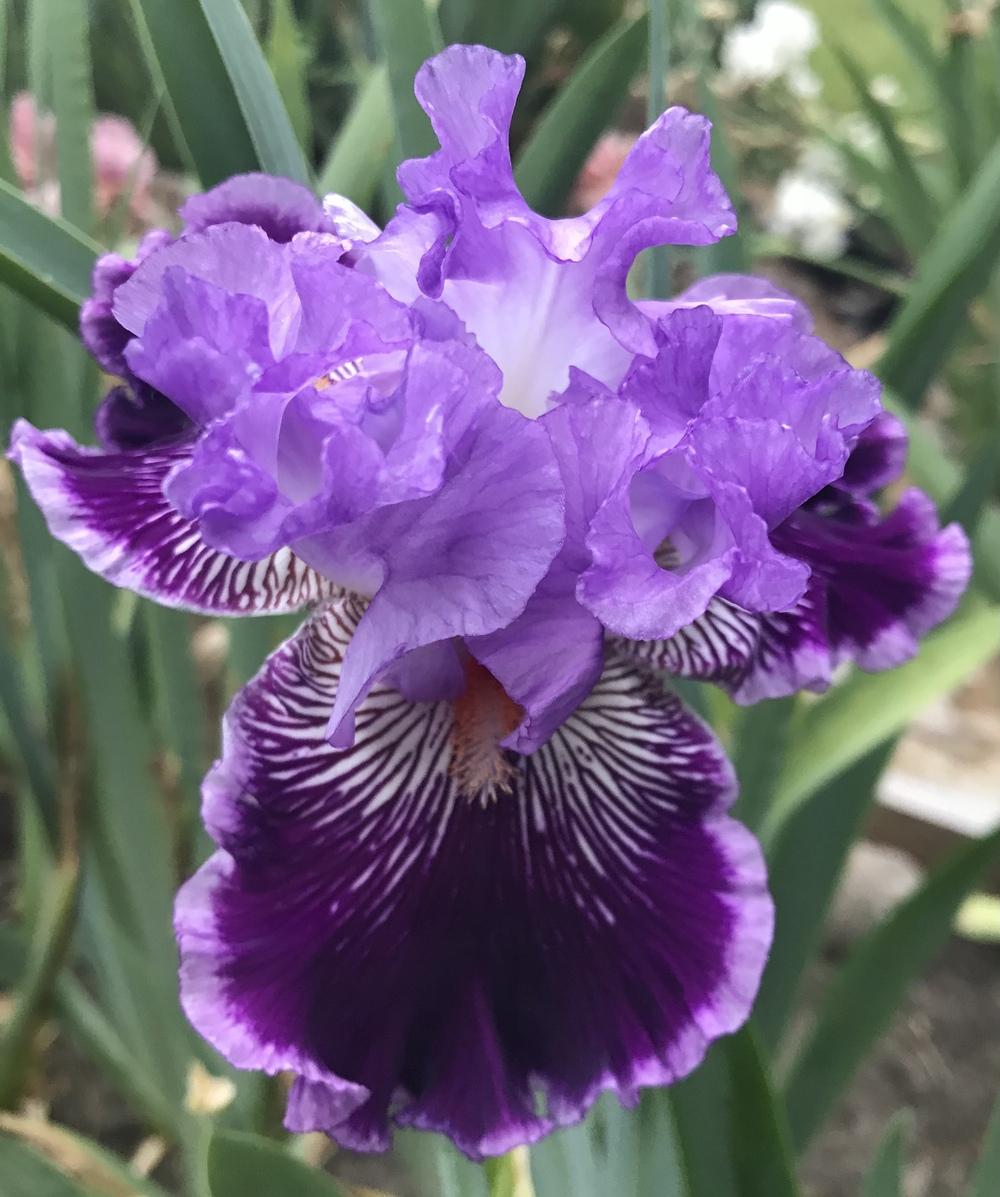 Photo of Tall Bearded Iris (Iris 'By Jeeves') uploaded by Lbsmitty