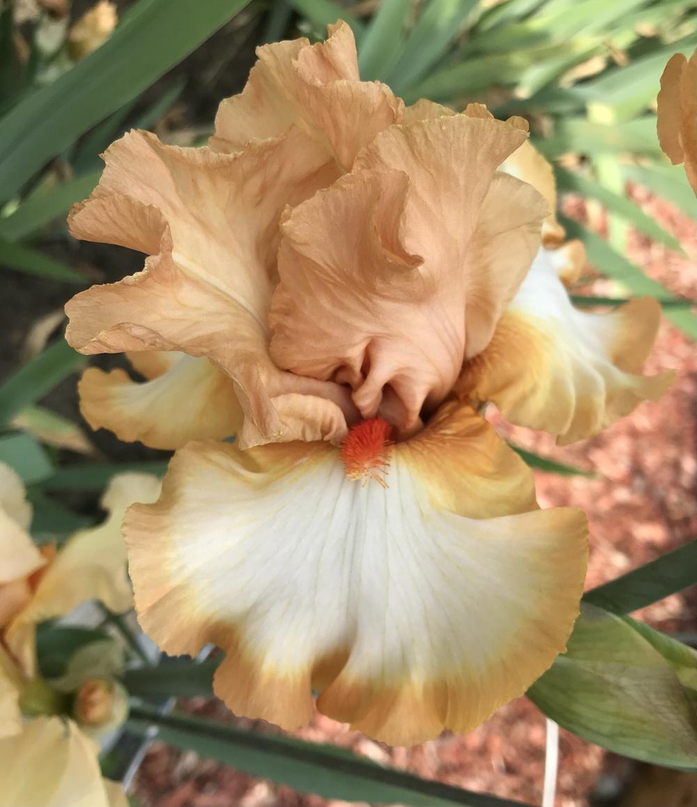Photo of Tall Bearded Iris (Iris 'Orange Titan') uploaded by Lbsmitty