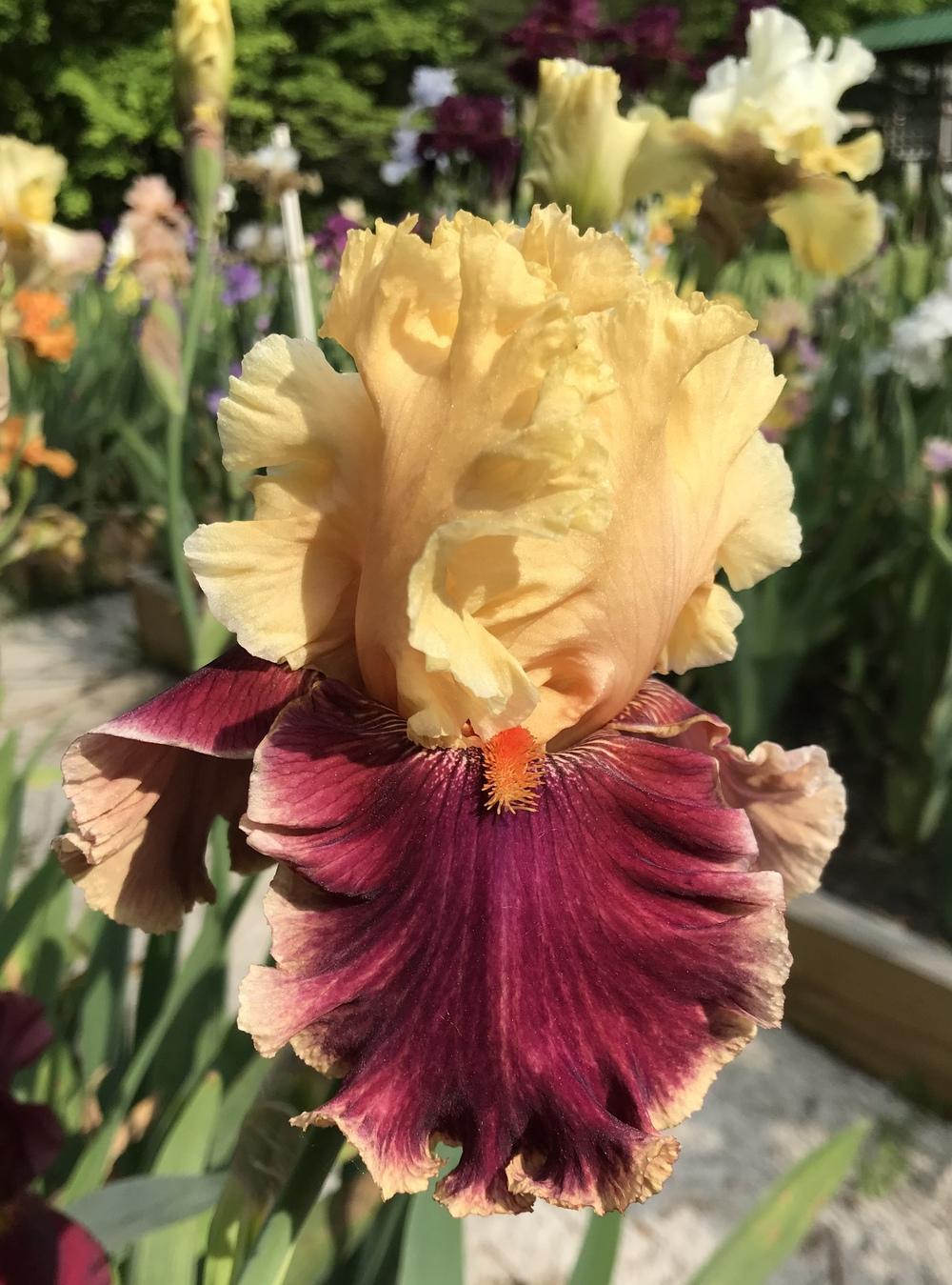 Photo of Tall Bearded Iris (Iris 'Decadence') uploaded by Lbsmitty