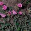 Helianthemum nummularium 'Annabel'  double flower