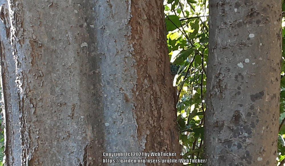 Photo of Common Hackberry (Celtis occidentalis) uploaded by WebTucker