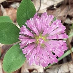 Location: Aberdeen, NC
Date: November 3,  2021
Red clover #49; RAB p. 589; 98-14-5; LHB p.581, "Latin for three 