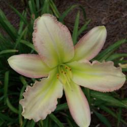 Location: My garden in northeast Texas
Date: 2020-06-27
This is my "Ahhh" picture, such a lovely delicate flower