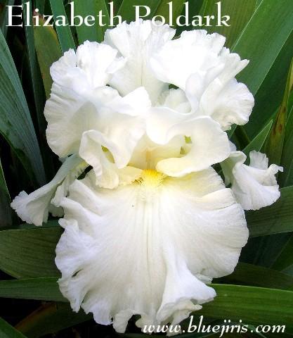 Photo of Tall Bearded Iris (Iris 'Elizabeth Poldark') uploaded by Joy