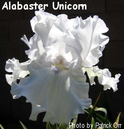 Photo of Tall Bearded Iris (Iris 'Alabaster Unicorn') uploaded by Joy
