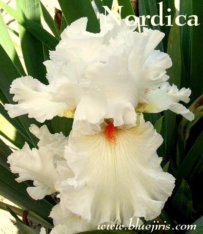 Photo of Tall Bearded Iris (Iris 'Nordica') uploaded by Joy