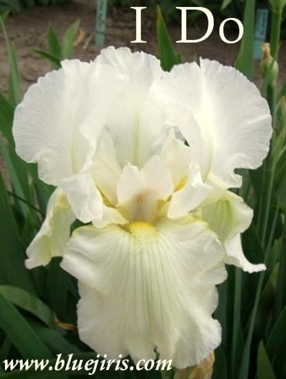 Photo of Tall Bearded Iris (Iris 'I Do') uploaded by Joy