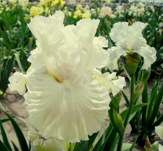Photo of Tall Bearded Iris (Iris 'Chantilly Bride') uploaded by Joy