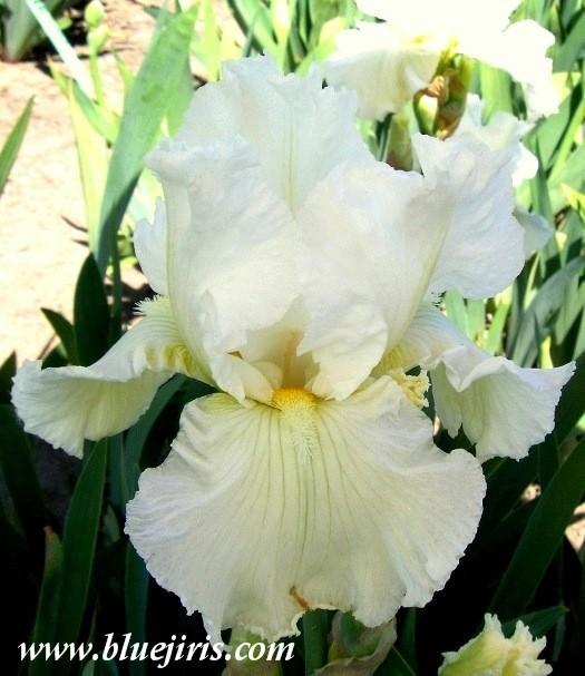 Photo of Tall Bearded Iris (Iris 'Frequent Flyer') uploaded by Joy