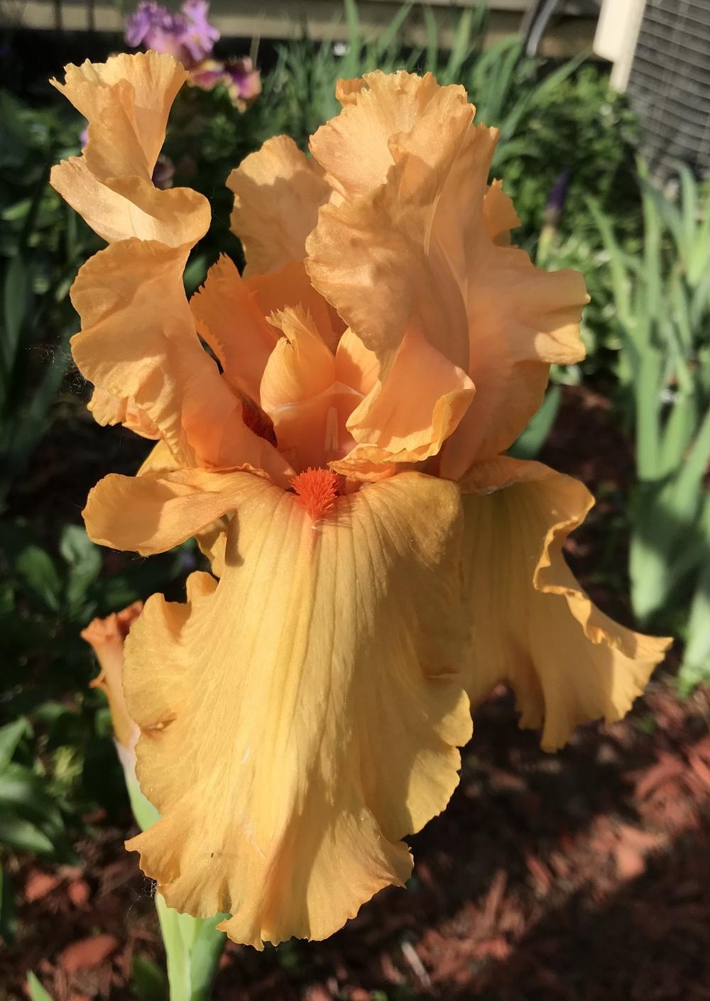 Photo of Tall Bearded Iris (Iris 'Autumn Riesling') uploaded by Lbsmitty