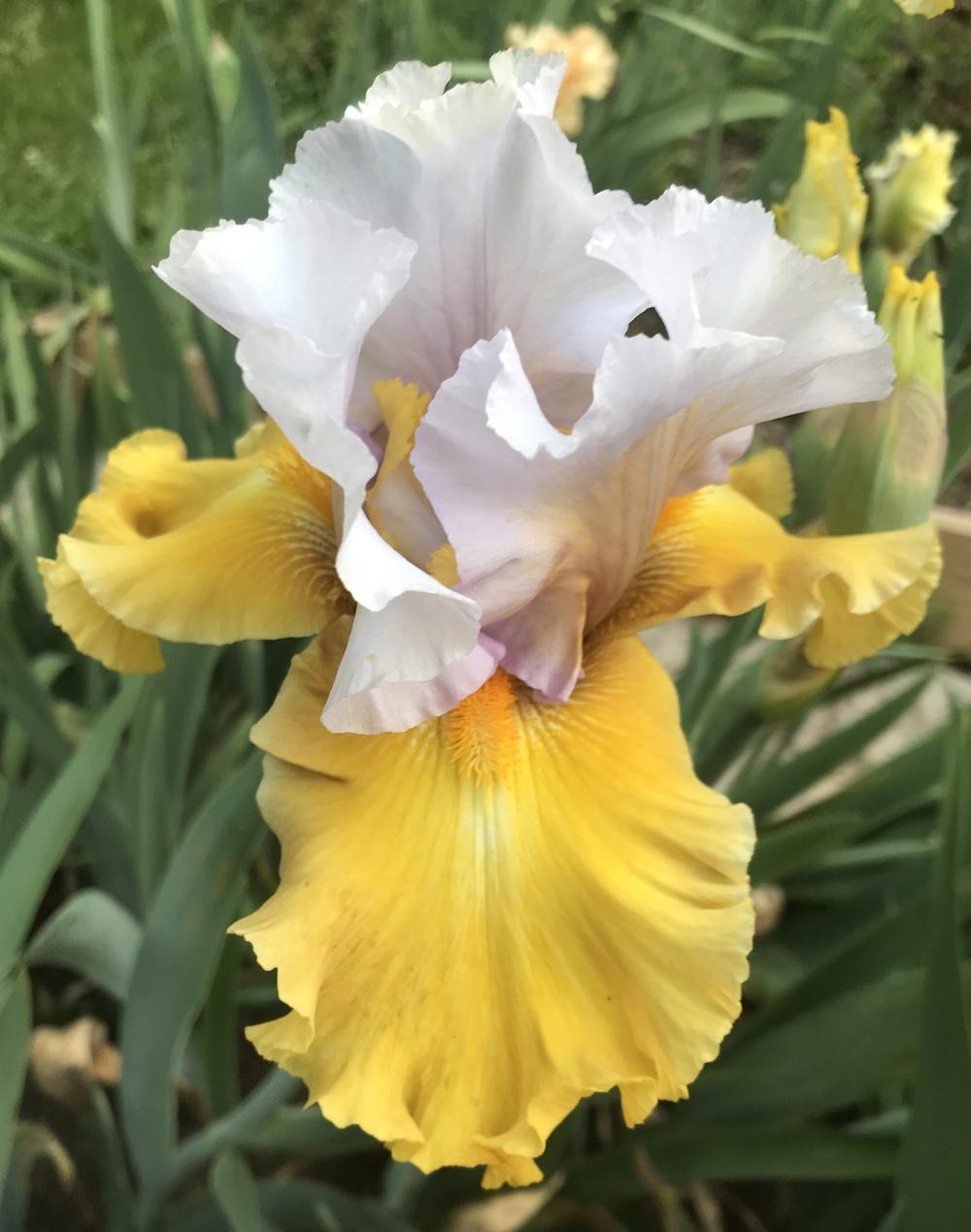 Photo of Tall Bearded Iris (Iris 'Stay Stylish') uploaded by Lbsmitty