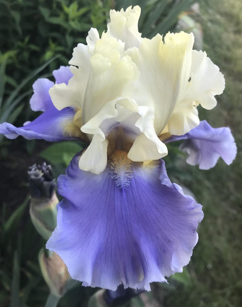 Photo of Tall Bearded Iris (Iris 'Bollywood') uploaded by Lbsmitty