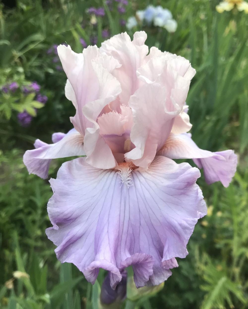 Photo of Tall Bearded Iris (Iris 'Venita Faye') uploaded by Lbsmitty