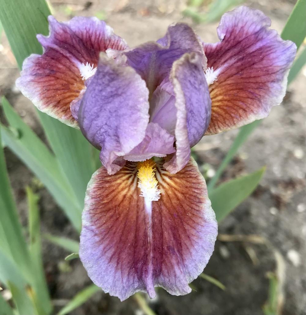 Photo of Standard Dwarf Bearded Iris (Iris 'Alamo Joe') uploaded by Lbsmitty