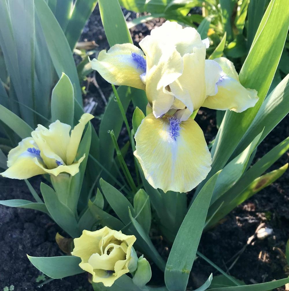 Photo of Standard Dwarf Bearded Iris (Iris 'Sarah Taylor') uploaded by Lbsmitty