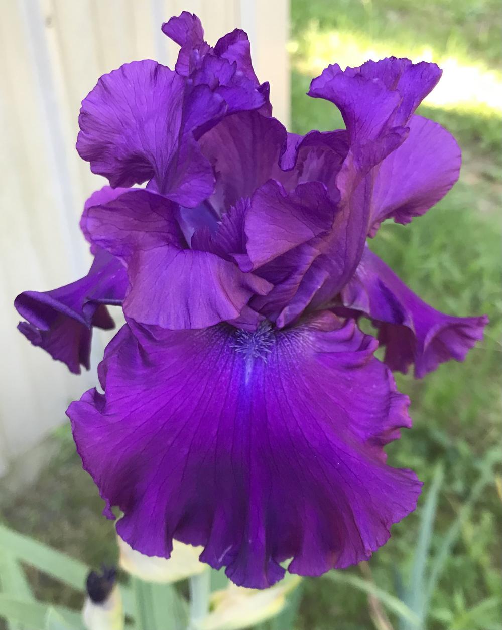 Photo of Tall Bearded Iris (Iris 'Swingtown') uploaded by Lbsmitty