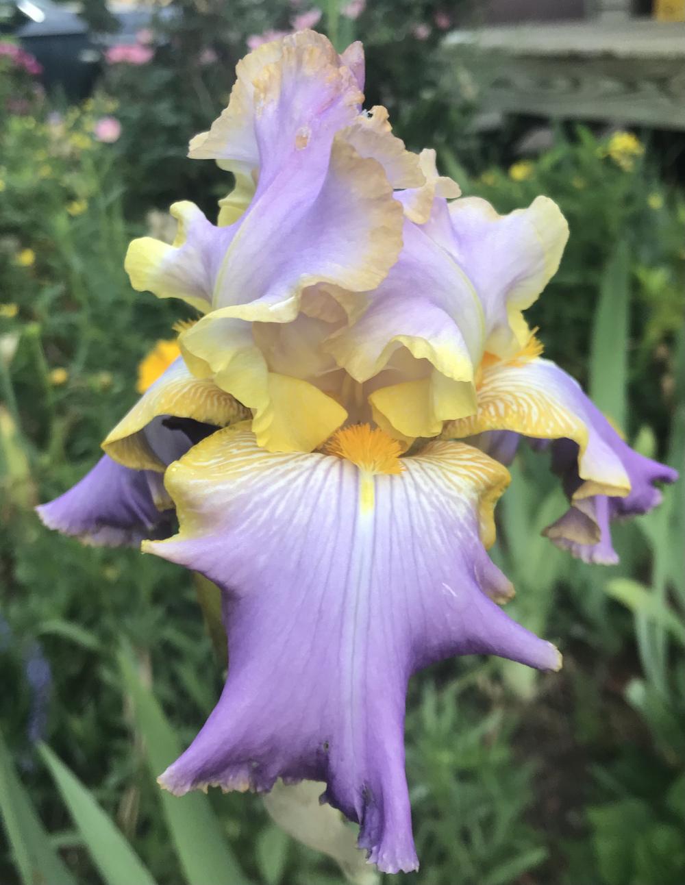 Photo of Tall Bearded Iris (Iris 'All About Spring') uploaded by Lbsmitty