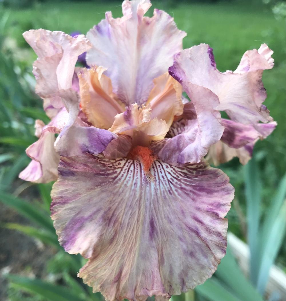 Photo of Border Bearded Iris (Iris 'Raspberry Silk') uploaded by Lbsmitty