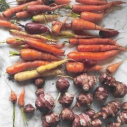 Location: Heathcote Ontario Canada
Date: 2019
Helianthus tuberosus    Jerusalem artichoke and carrot harvest