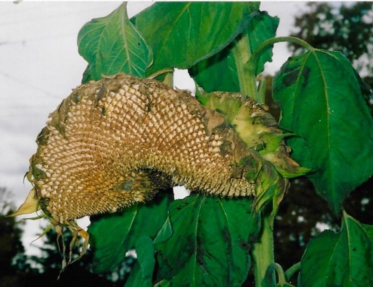 Photo of Sunflower (Helianthus annuus 'Mammoth Russian') uploaded by Permastake