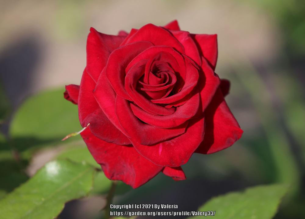 Photo of Rose (Rosa 'Black Magic') uploaded by Valery33