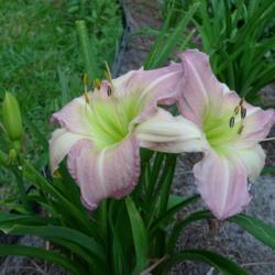 Location: Statesboro, Georgia
Date: 2021-05-21
first bloom in zone 8b