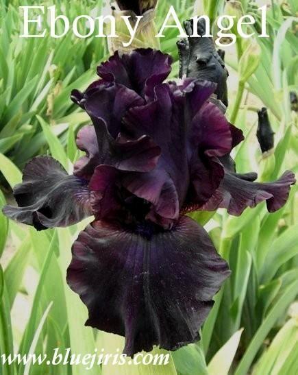 Photo of Tall Bearded Iris (Iris 'Ebony Angel') uploaded by Joy