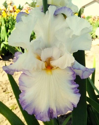 Photo of Tall Bearded Iris (Iris 'Honor Flight') uploaded by Joy