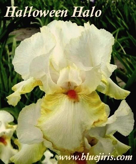 Photo of Tall Bearded Iris (Iris 'Halloween Halo') uploaded by Joy
