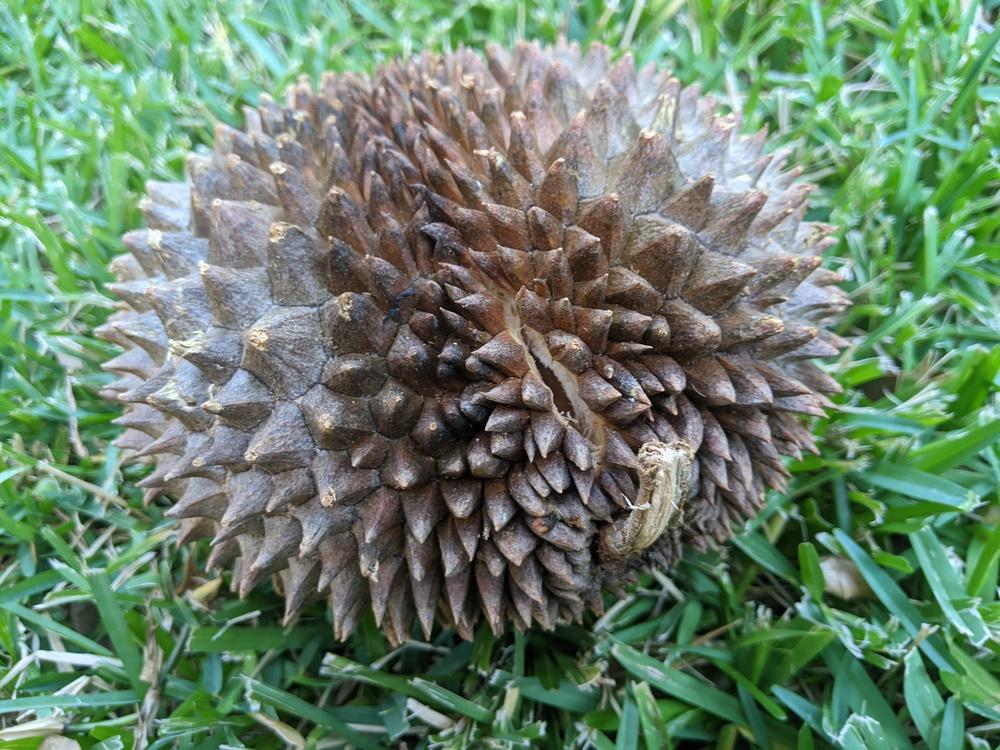 Photo of Durian (Durio zibethinus) uploaded by dave