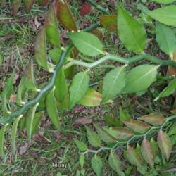 Location: Opp, AL  Z8b
Date: 2021-11-04
A great plant for leaning &/or dangling.