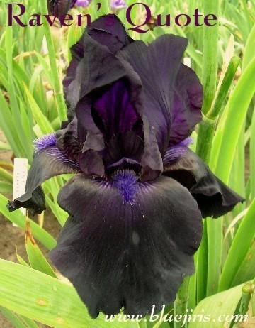 Photo of Tall Bearded Iris (Iris 'Raven's Quote') uploaded by Joy