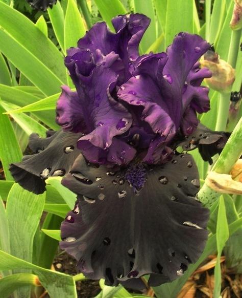 Photo of Tall Bearded Iris (Iris 'Midnight Treat') uploaded by Joy