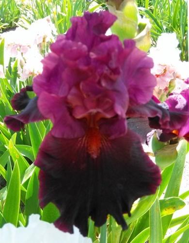 Photo of Tall Bearded Iris (Iris 'Magical Realism') uploaded by Joy