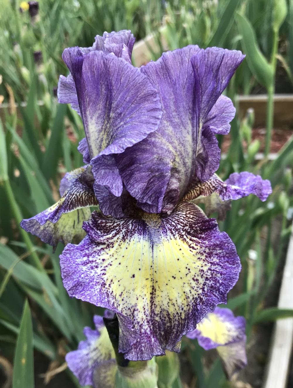 Photo of Tall Bearded Iris (Iris 'Foolish Dreamer') uploaded by Lbsmitty