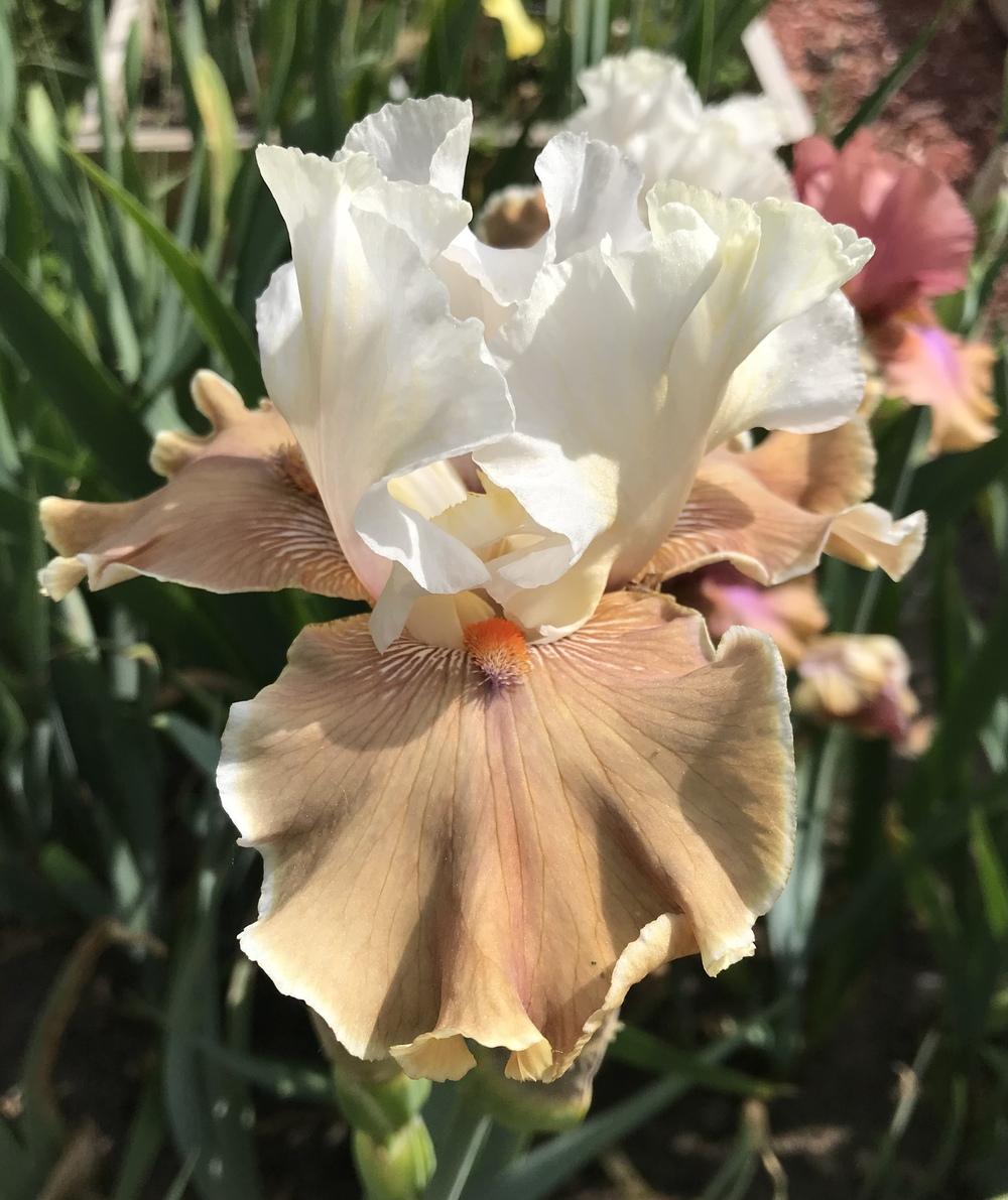 Photo of Tall Bearded Iris (Iris 'Coffee Whispers') uploaded by Lbsmitty