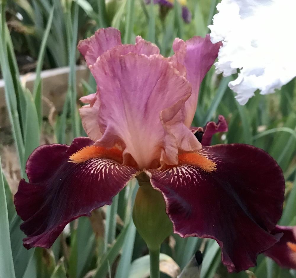 Photo of Tall Bearded Iris (Iris 'Backdraft') uploaded by Lbsmitty