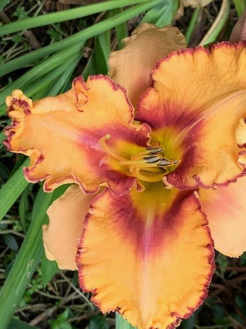Photo of Daylily (Hemerocallis 'Woman at the Well') uploaded by jkporter