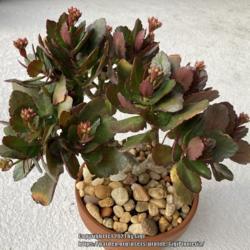 Location: Tampa, Florida
Date: 2021-10-07
My clearance kalanchoe color leaf change and hints of more blooms