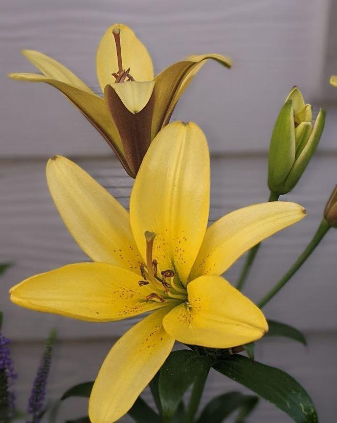 Photo of Lily (Lilium 'Golden Belles') uploaded by Joy