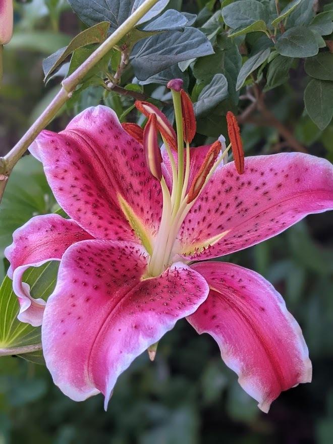 Photo of Oriental Lily (Lilium 'Star Gazer') uploaded by Joy