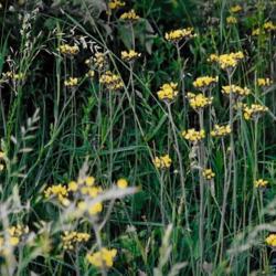 Location: Heathcote Ontario Canada
Date: 2020    summer-Fall
Hieracium caespitosum    full blooms