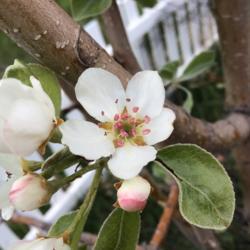 Location: SD
Date: August 2021
Only six apples from this tree, but lots of blooms